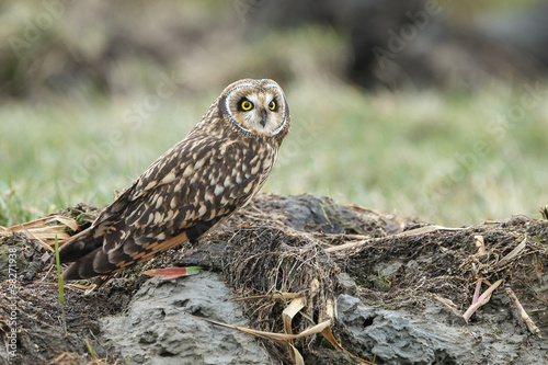 Short eared owl