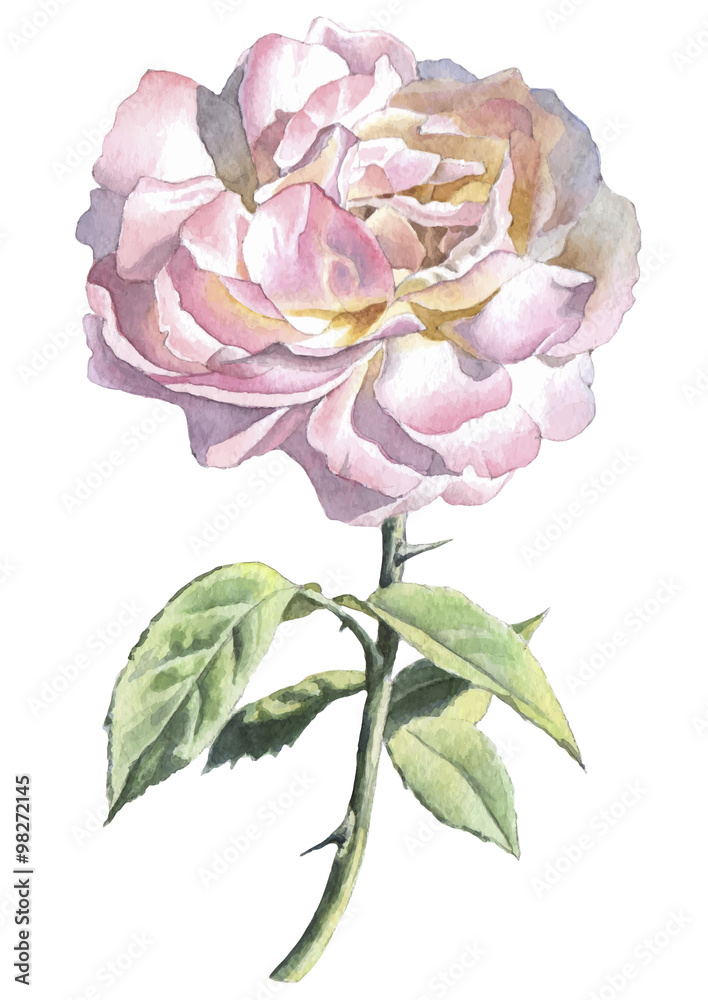 Realistic rose. Watercolor.