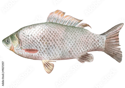 Illustration with crucian fish. 