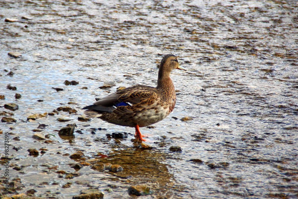 Wild duck Wild duck