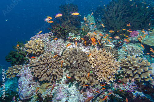 Deep Water Coral Reef