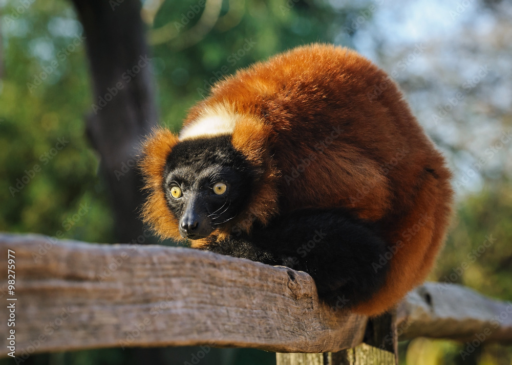 Obraz premium Portrait of an adult red ruffed lemur at the zoo, The Netherland