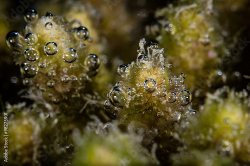 Algae and Bubbles of Oxygen on Dead Coral Reef