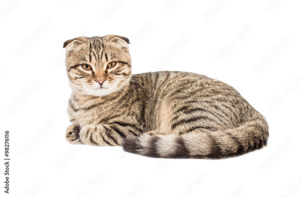 Obraz premium Young scottish fold cat isolated on white