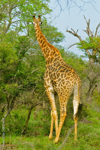 Girafe  Afrique  de dos