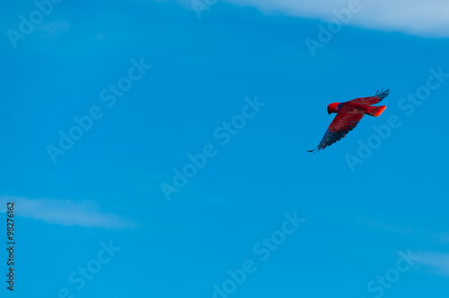 Red Bird parrot Gliding Freely in the clear blue sky