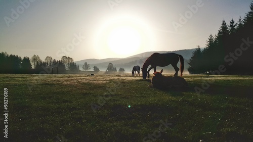 Beautiful sunrise in the mountain, horses grazing fresh grass in the field