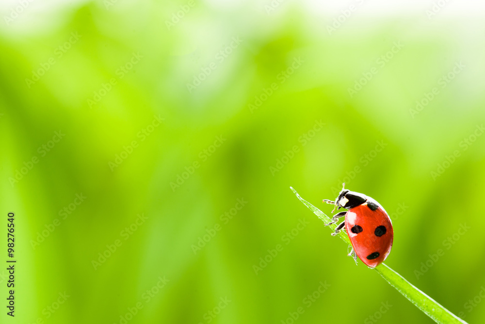 red ladybug on green grass red ladybug on green grass