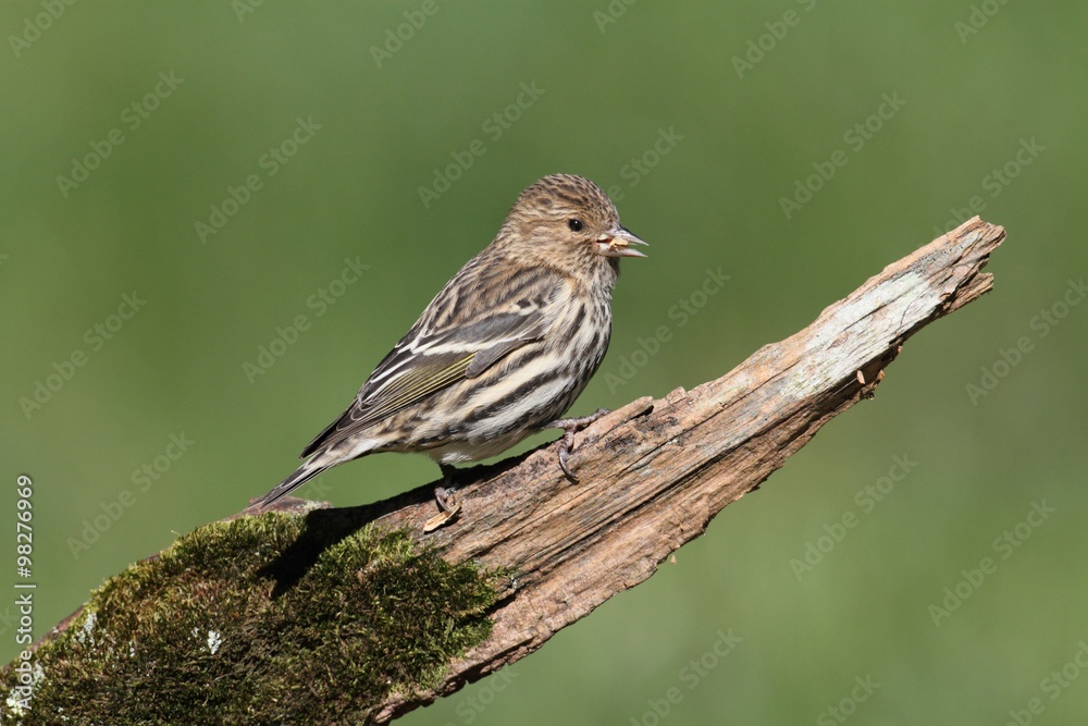 Pine Siskin Perched Pine Siskin Perched