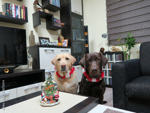 Two labrador retriever dogs sitting next to Christmas glass ball 