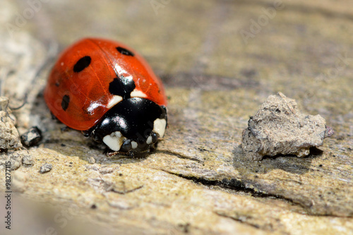 Seven-spot ladybird (Coccinella septempunctata)
