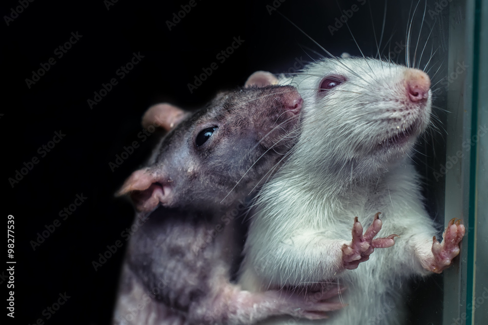 a pair of rats, gray and white rats a pair of rats, gray and white rats