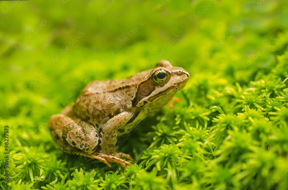 Frog in the grass Frog in the grass