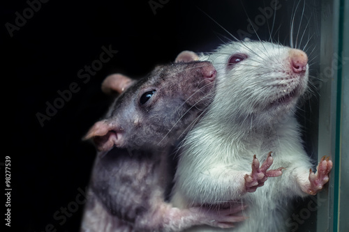 a pair of rats, gray and white rats