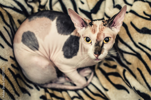 Obraz na plátně sphynx cat