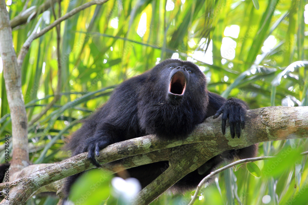 Naklejka premium Black Howler monkey, in Belize, howling