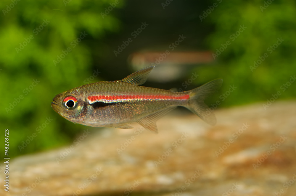 Fototapeta premium Tetra fish from the genus Hemigrammus