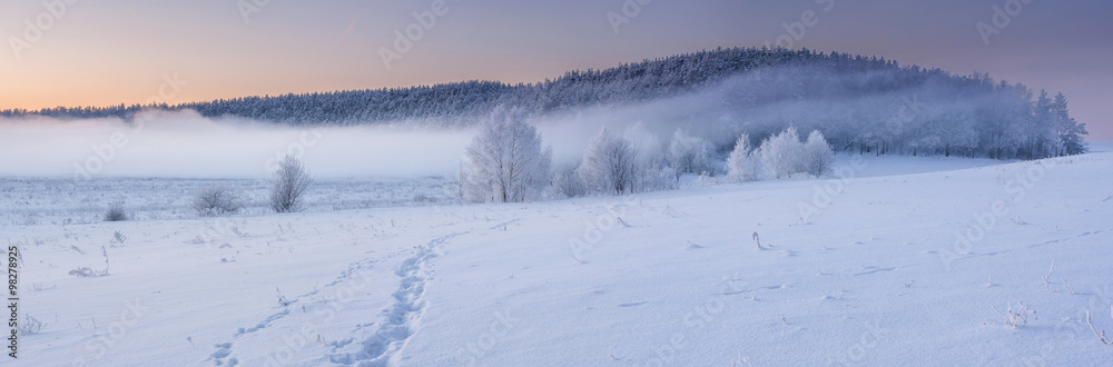 Winter sunrise, frosty trees in fog, frozen pine forest, winter banner