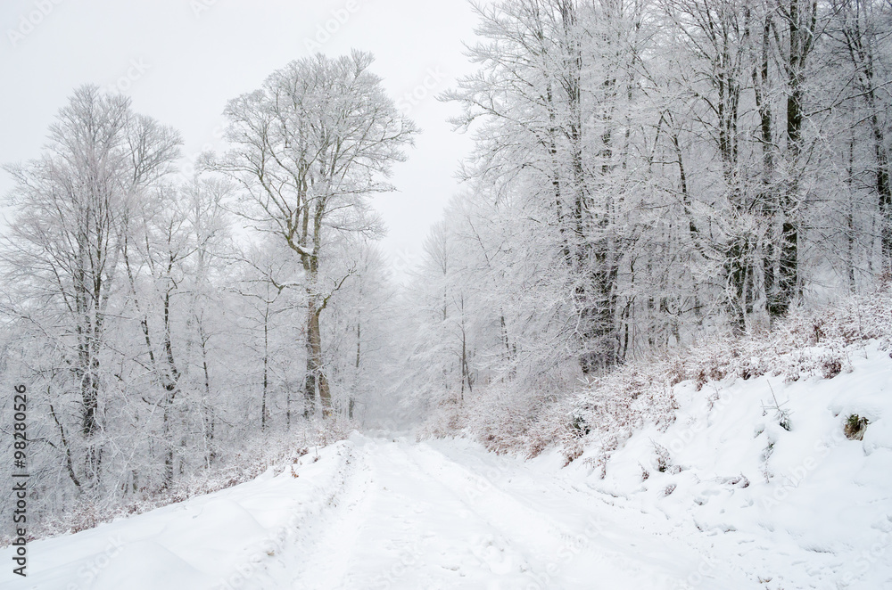 Foggy winter forest