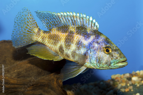 Cichlid fish from genus Nimbochromis photo