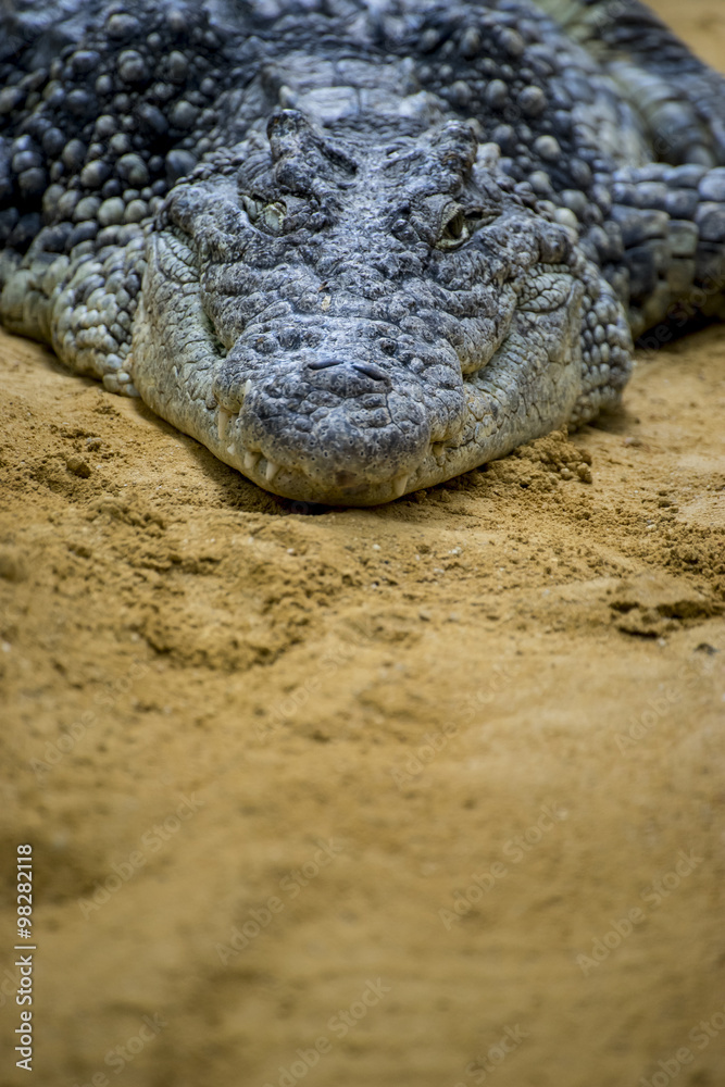 Fototapeta premium crocodile resting on the sand beside a brown river
