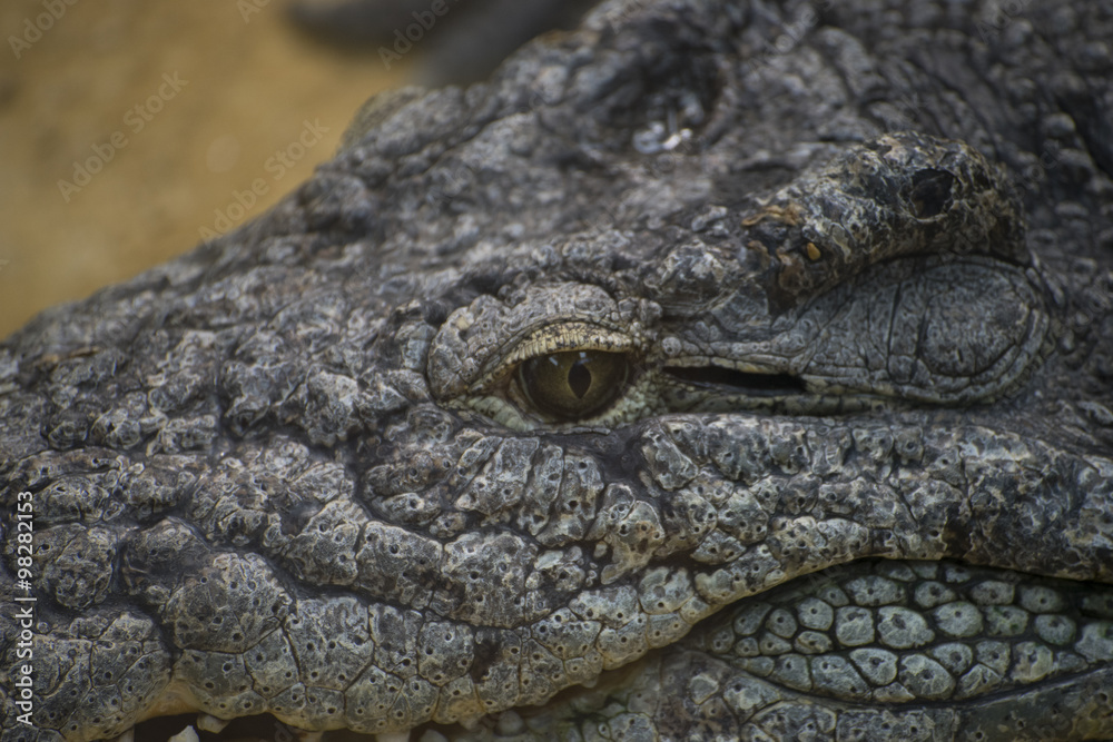 Dangerous, brown alligator resting on the sand beside a river Dangerous, brown alligator resting on the sand beside a river