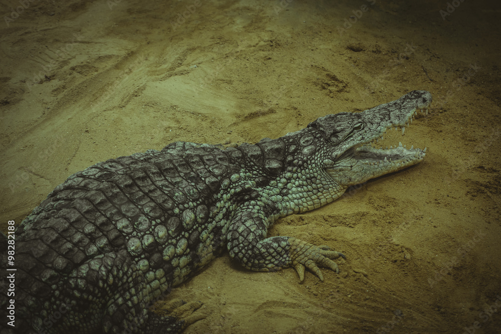Fototapeta premium Dangerous, brown alligator resting on the sand beside a river