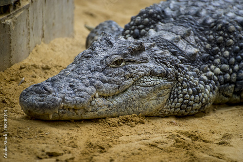 predator  crocodile resting on the sand beside a brown river