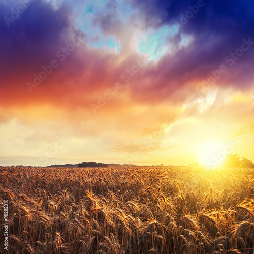 Magic sunrise with wheat field © Kavita