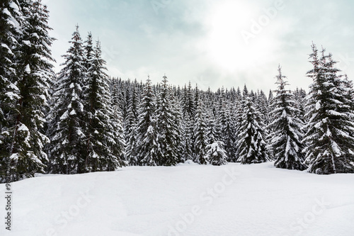 Beautiful sunset in winter forest