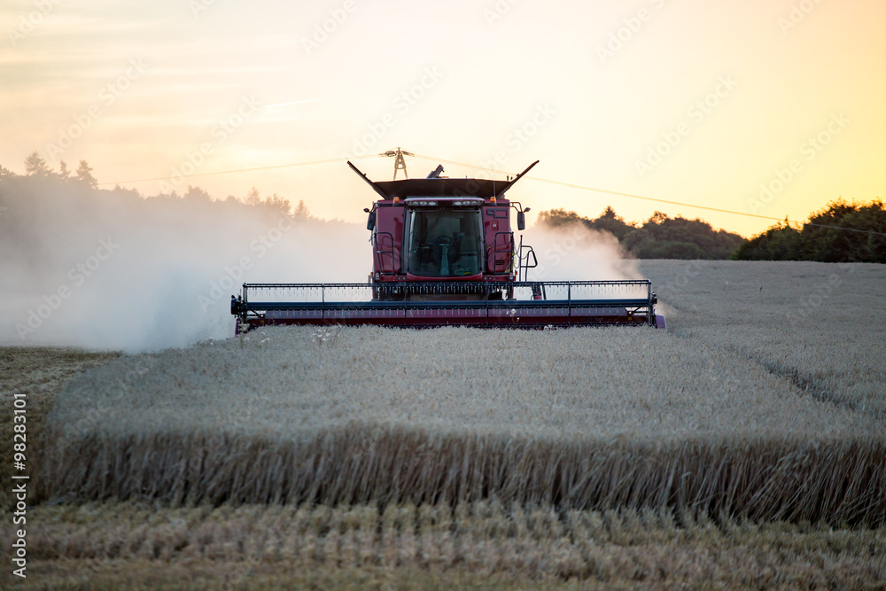 Fototapeta premium Combine working on the wheat field