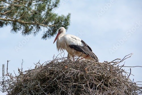 Stork on nest