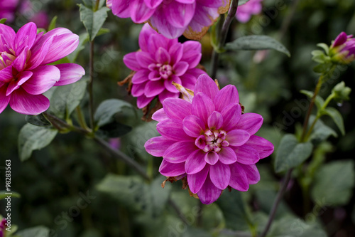 dahlia garden farm