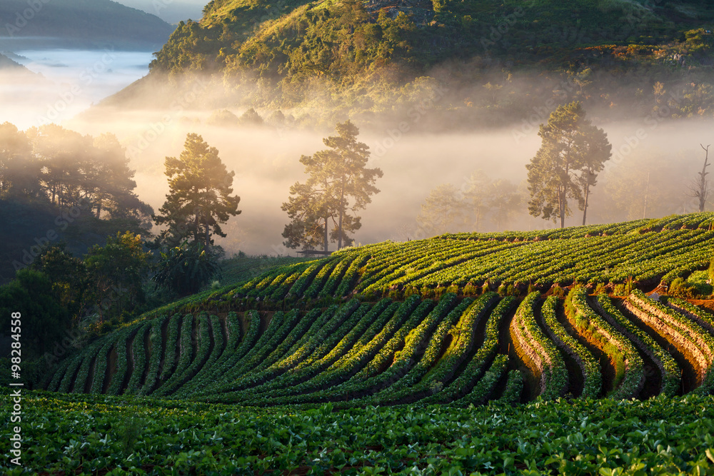 Fototapeta premium Misty morning sunrise in strawberry garden at Doi Angkhang mount