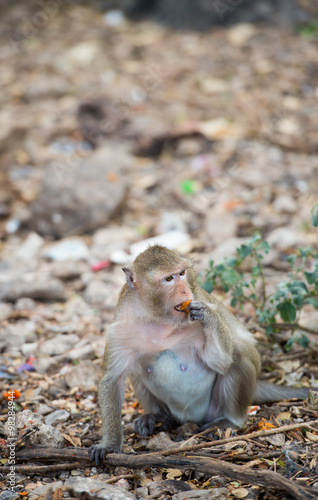 Canvas Print Monkey eating food on the ground , monkey thailand