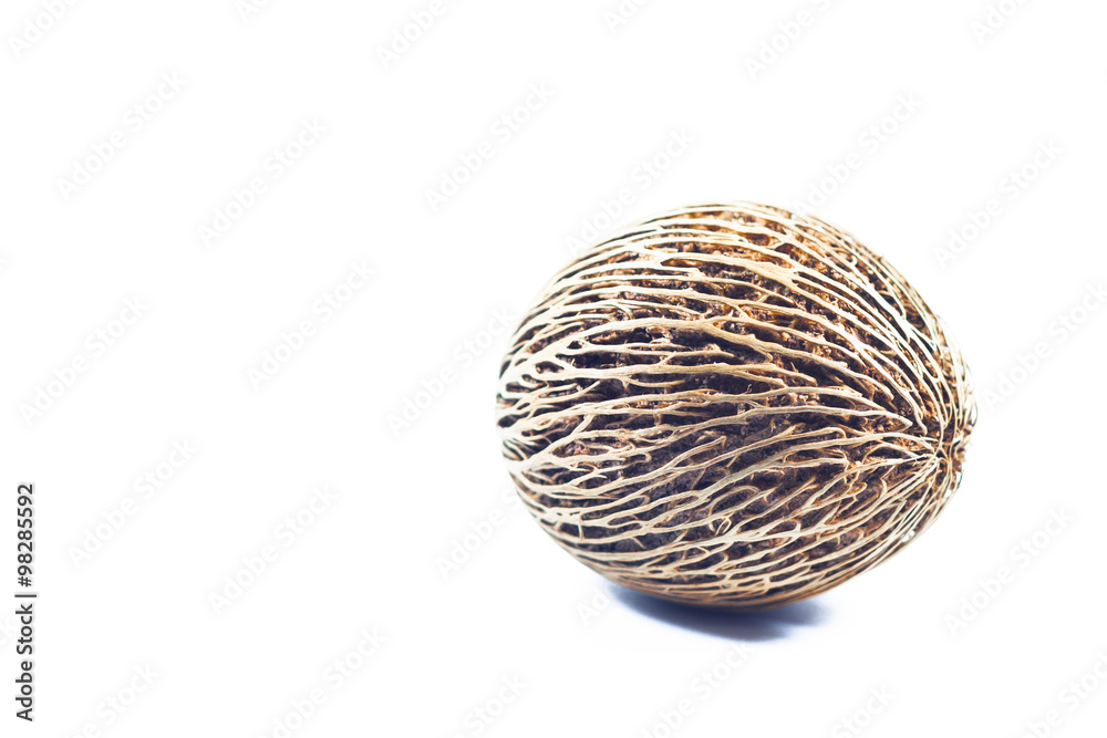 Cerbera oddloam's seed isolated on white background Cerbera oddloam's seed isolated on white background