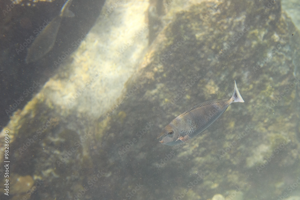 bluespine unicornfish bluespine unicornfish