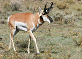 Antelope grazing in open field.