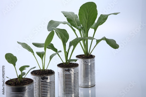 vegetable growing photo