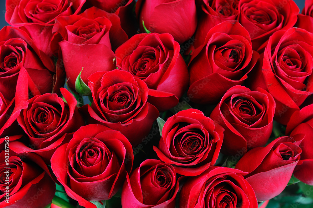 Fototapeta premium czerwona róża tło