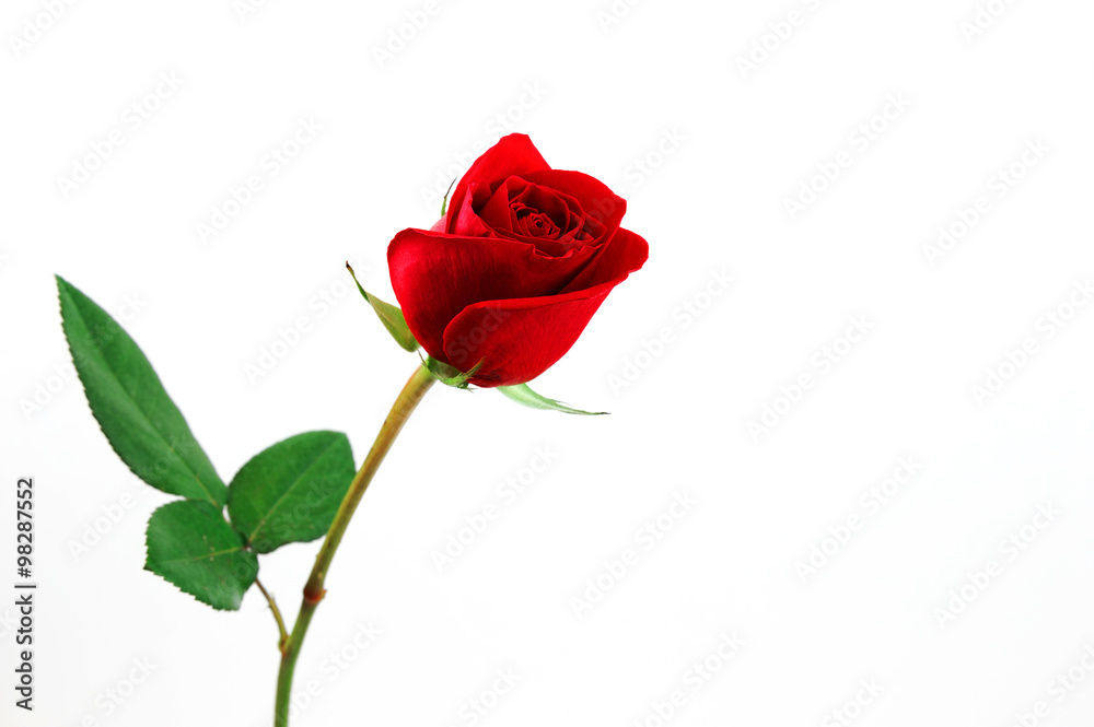 Fototapeta premium single red rose on white background