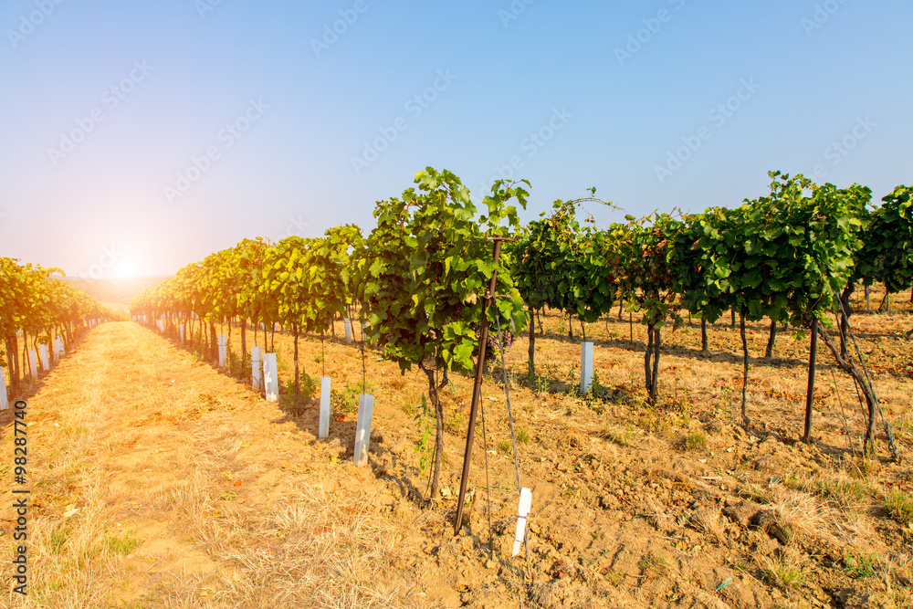 Sunset above the grape plantation