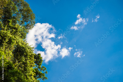 Lush green foliage and sky with clouds in the forest in spring - Stock Image  © last19
