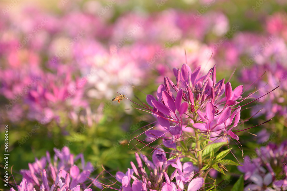 Fototapeta premium Bee sucking nectar from a flower in garden.