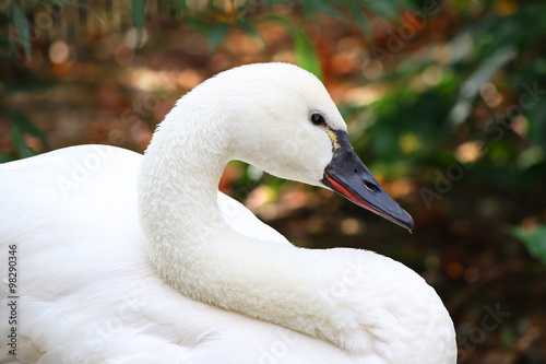 Fototapeta Naklejka Na Ścianę i Meble -  White Tundra Swan Cygnus columbianus whistling swan
