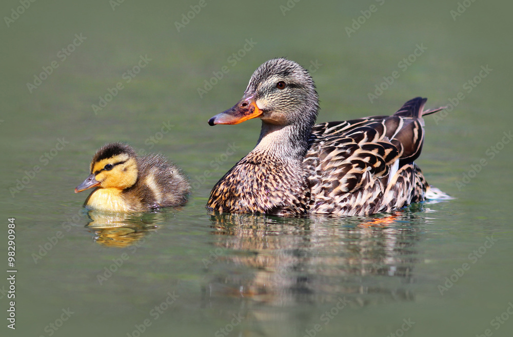 Mother Mallard Duck with Baby Duckling Stock Photo | Adobe Stock