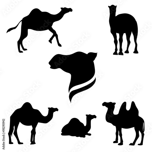 Camel set vector