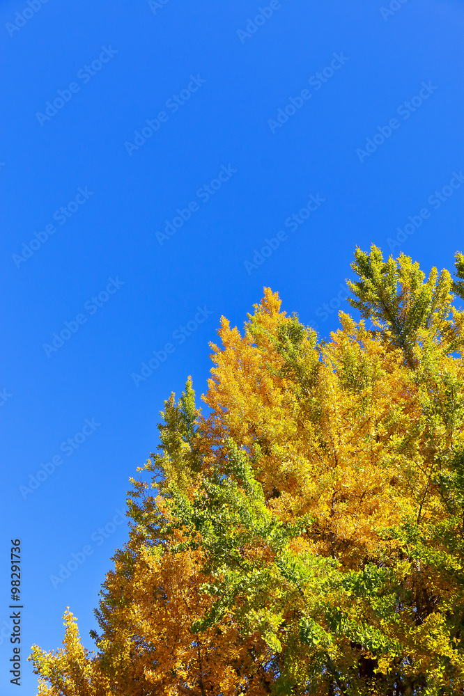 Fototapeta premium イチョウの黄葉