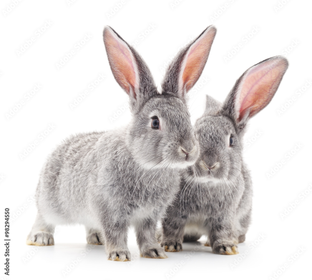 Fototapeta premium Baby rabbits.