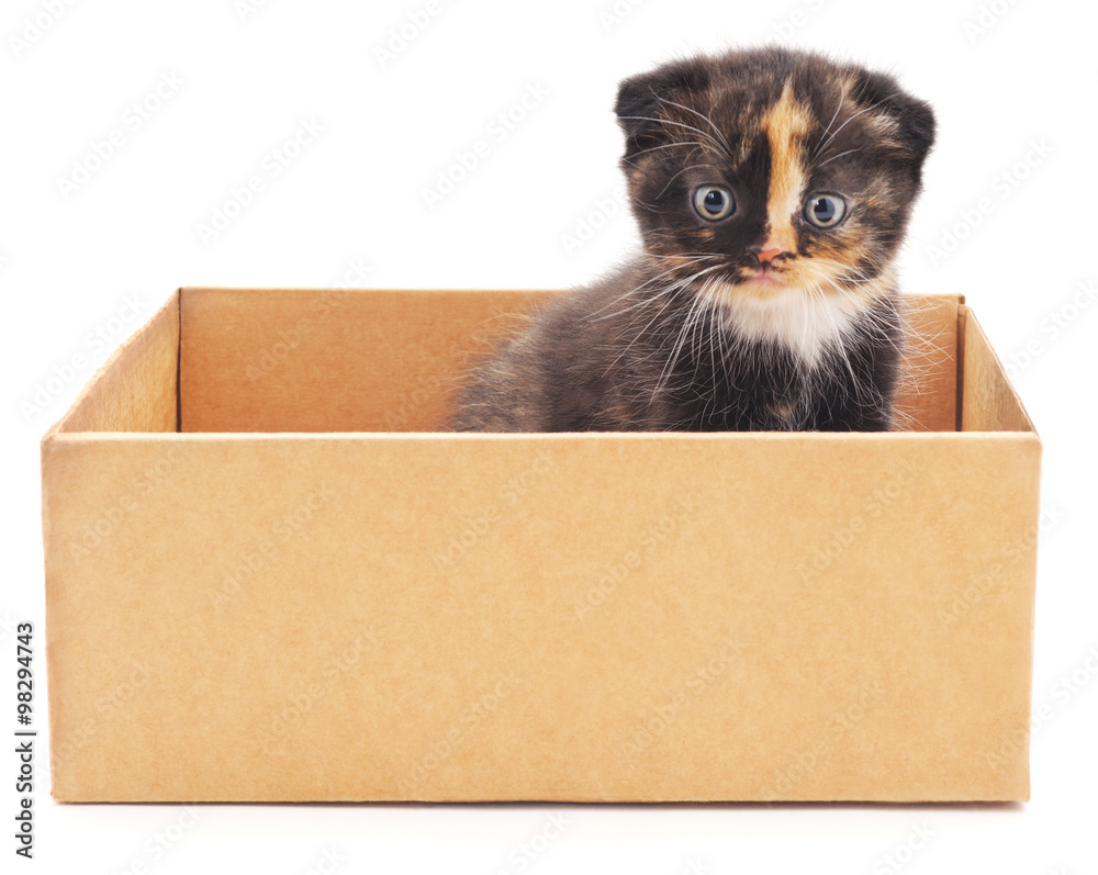 Kitten in a box.